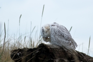 Snowy Owl